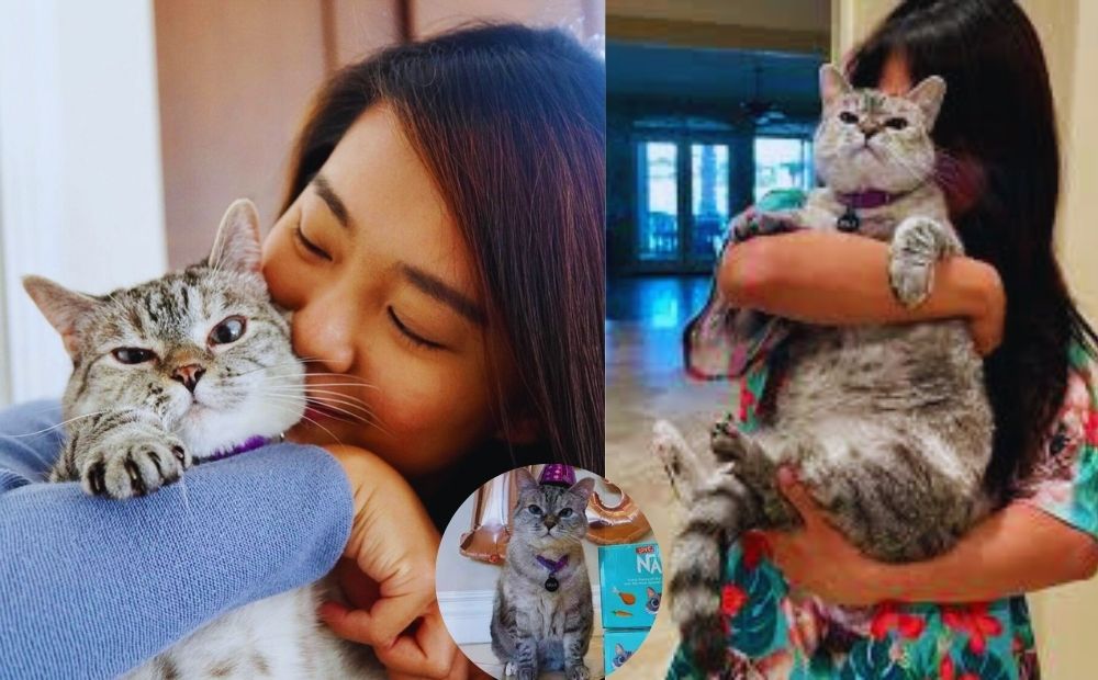 meet nala cat: the instagram star with a ton of fo - tymoff